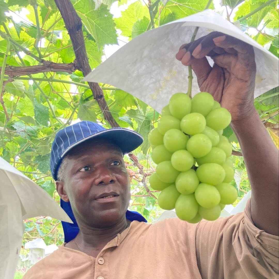 Franklin inspecting grape quality